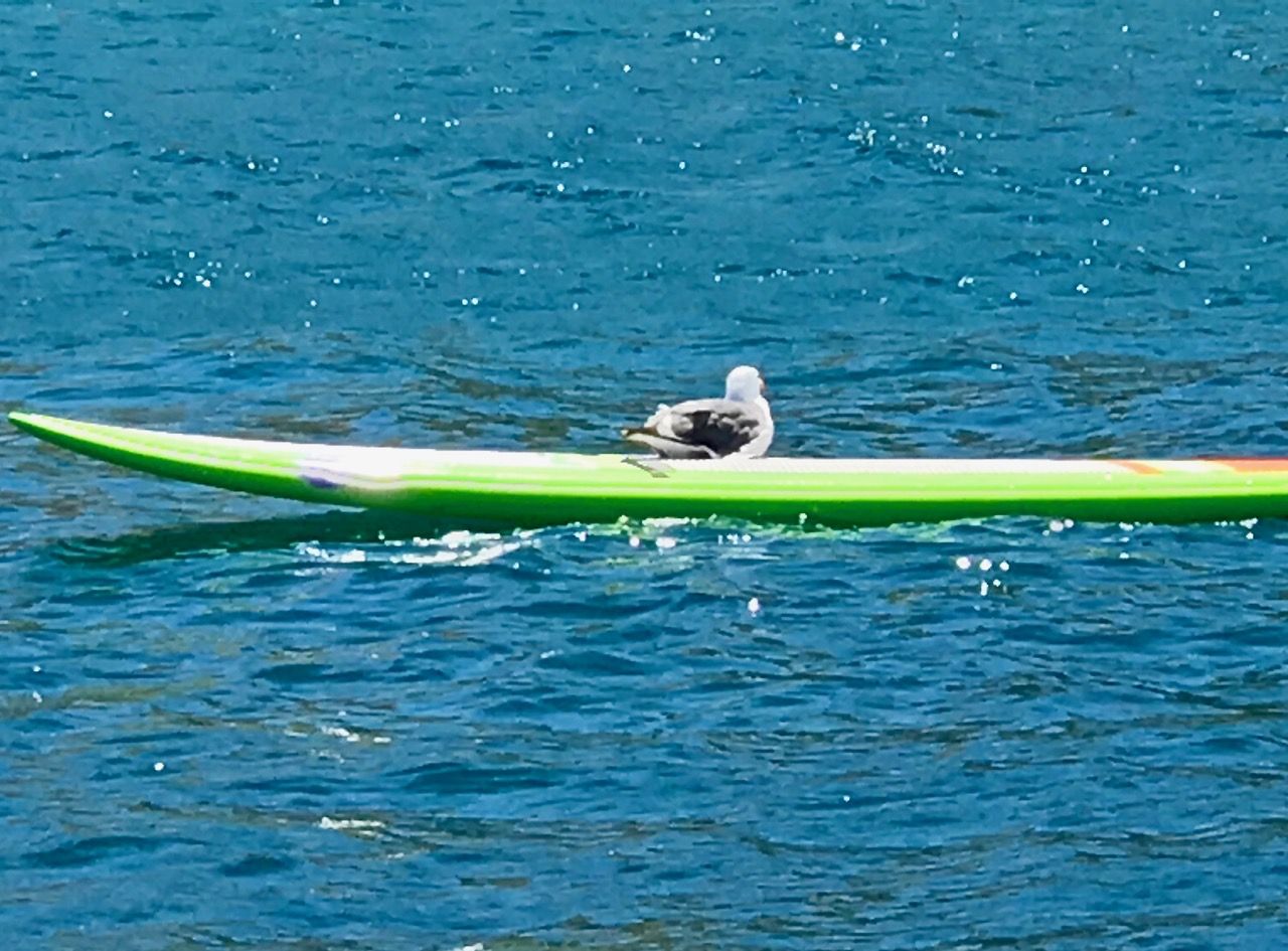 Catalina bird watching