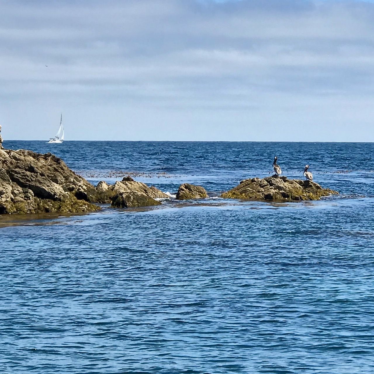 A coastal view from a Prince Charters trip