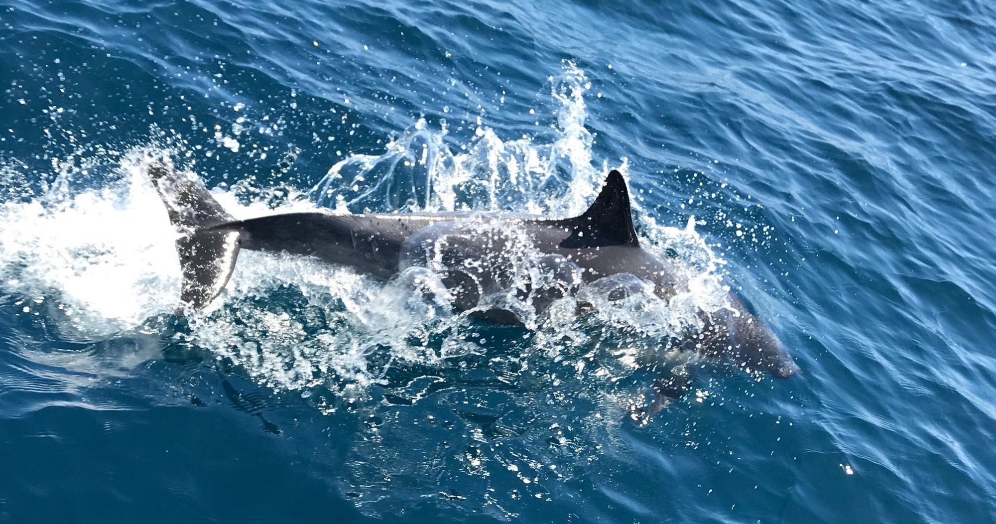 Sailing Yacht Catalina Trip image 2