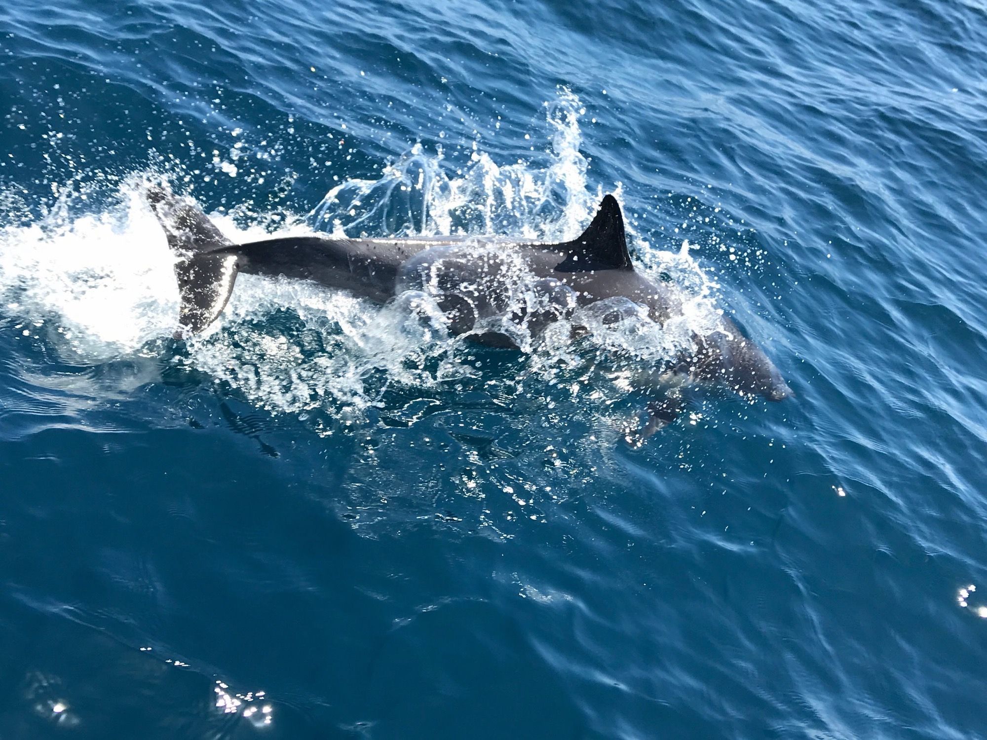 Sailing to Catalina dolphins