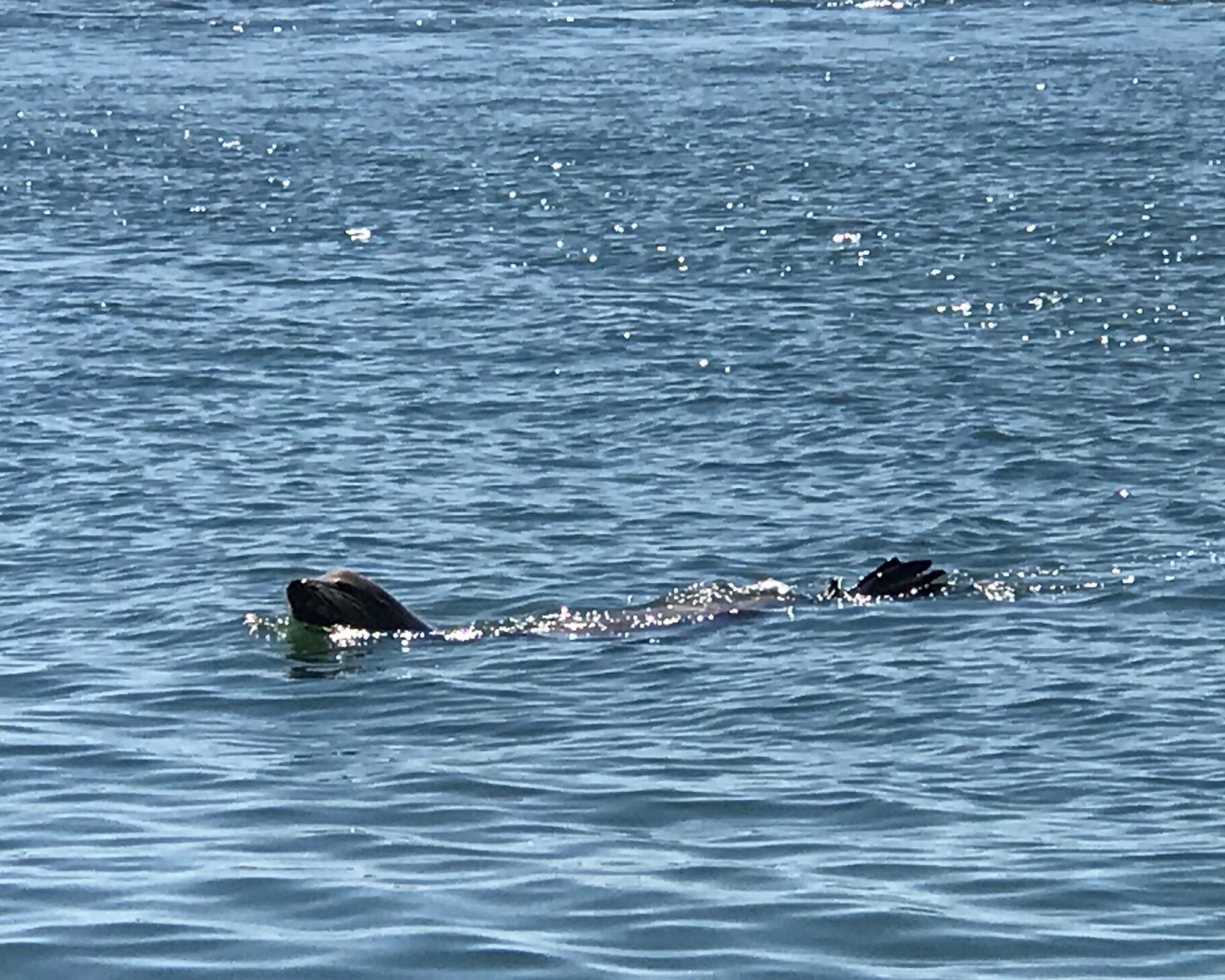 Seal